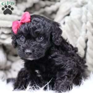 Rosa, Cavapoo Puppy